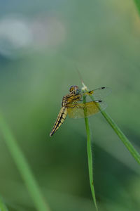 Close-up of insect on leaf