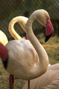 Greater flamingo