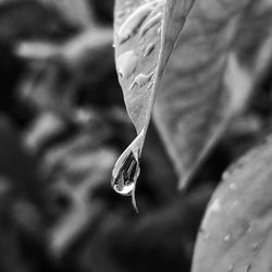 Close-up of raindrops on leaves