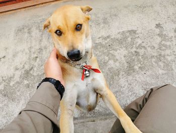 Portrait of dog with hand