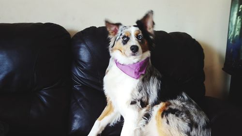 Close-up of dog sitting on sofa at home