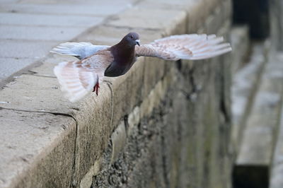 Close-up of bird perching on wood