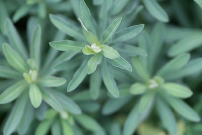 Full frame shot of flowering plant