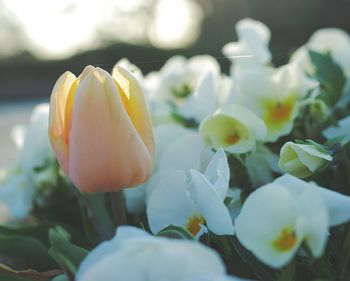 Close-up of white tulips