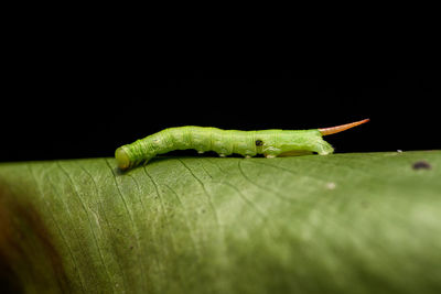 Close-up of green insect on leaf