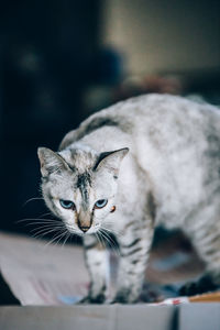 Close-up portrait of tabby cat looking away