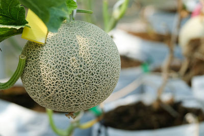 Close-up of fresh plant