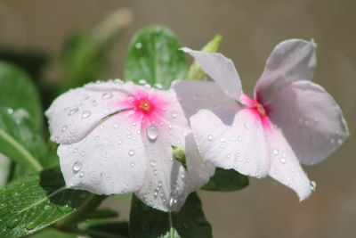 Close-up of wet pink flower