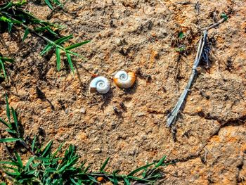 High angle view of snail on land