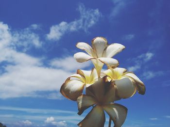 Low angle view of flowering plant against blue sky