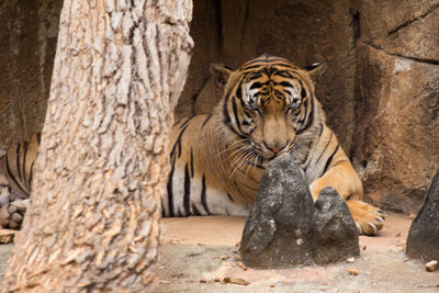 Portrait of cat in zoo