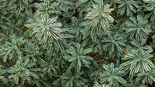 Full frame shot of plants growing.