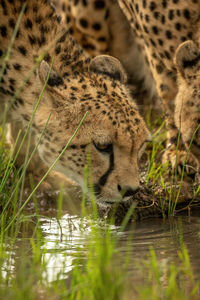 Close-up of cheetah drinking from grassy puddle