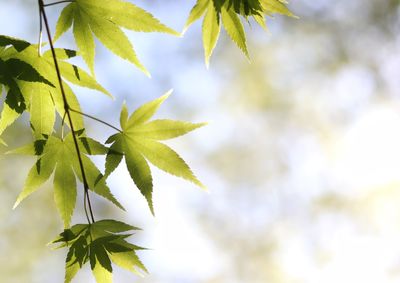 Low angle view of leaves on plant