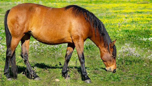A beautiful brown horse grazing on fresh grass shoots on a spring day