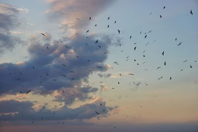 Low angle view of silhouette birds flying against sky during sunset