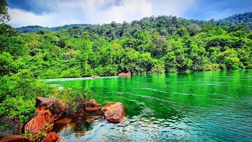 Scenic view of lake in forest against sky