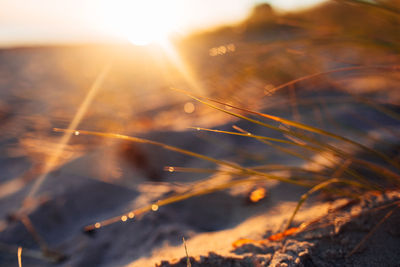 sunlight