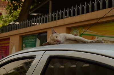 Cat sitting in a car