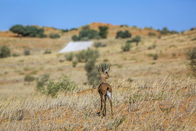 Steenbok male in dry land scenery in kruger national park, south africa 