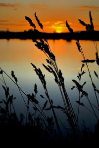 Silhouette plants at sunset