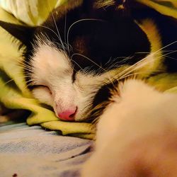 Close-up of cat sleeping