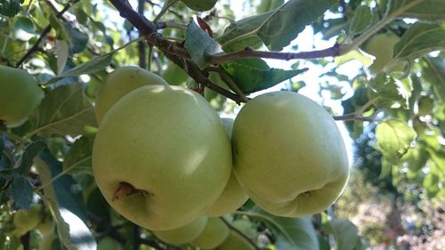 Low angle view of fruits on tree