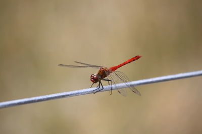 Close-up of insect