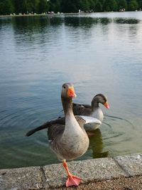 Ducks on a lake