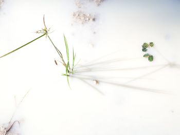 Close-up of white flowering plant