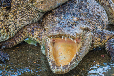 Crocodile with mouth open at lakeshore