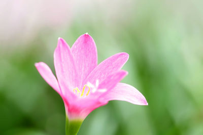 Close-up of pink lotus water