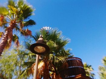 Low angle view of palm trees against blue sky