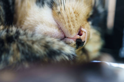 Close-up of cat sleeping