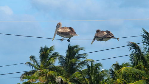 Just two pelicans on a power line, belize