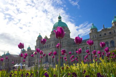 Pink tulips blooming against parliament building