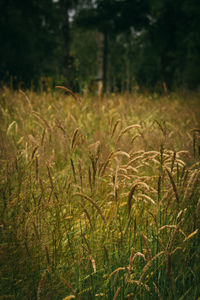 Plants growing on field in forest