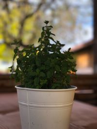 Close-up of plant on table