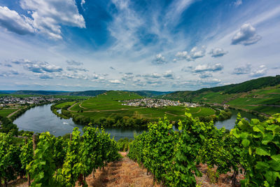 Panoramic view of the moselle vineyards, germany.