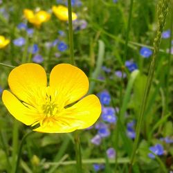 Close-up of yellow flower