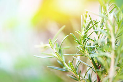 Close-up of plant growing on field