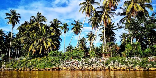 Palm trees by sea against sky