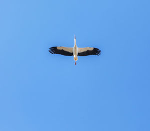 Low angle view of seagull flying in sky