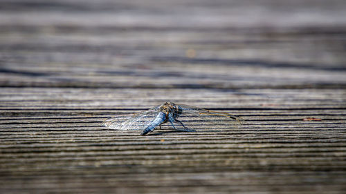 Close-up of dragonfly back and wings on wooden plank