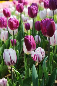 Close-up of pink tulips on field