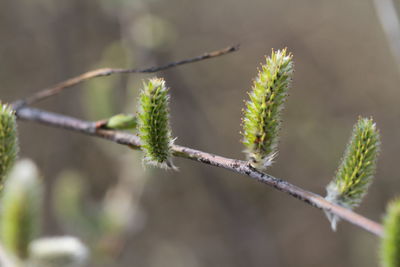 Close-up of plant