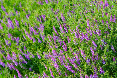 Close-up of purple flowering plants on field