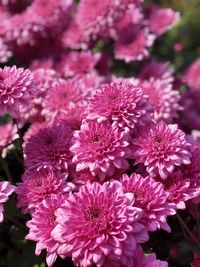 Close-up of pink flowers