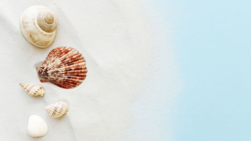 Travel, vacation concept. sea shells on sand and blue background. travelling, trip