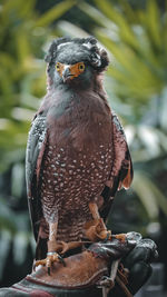 An eagle stands in the hand of its keeper.